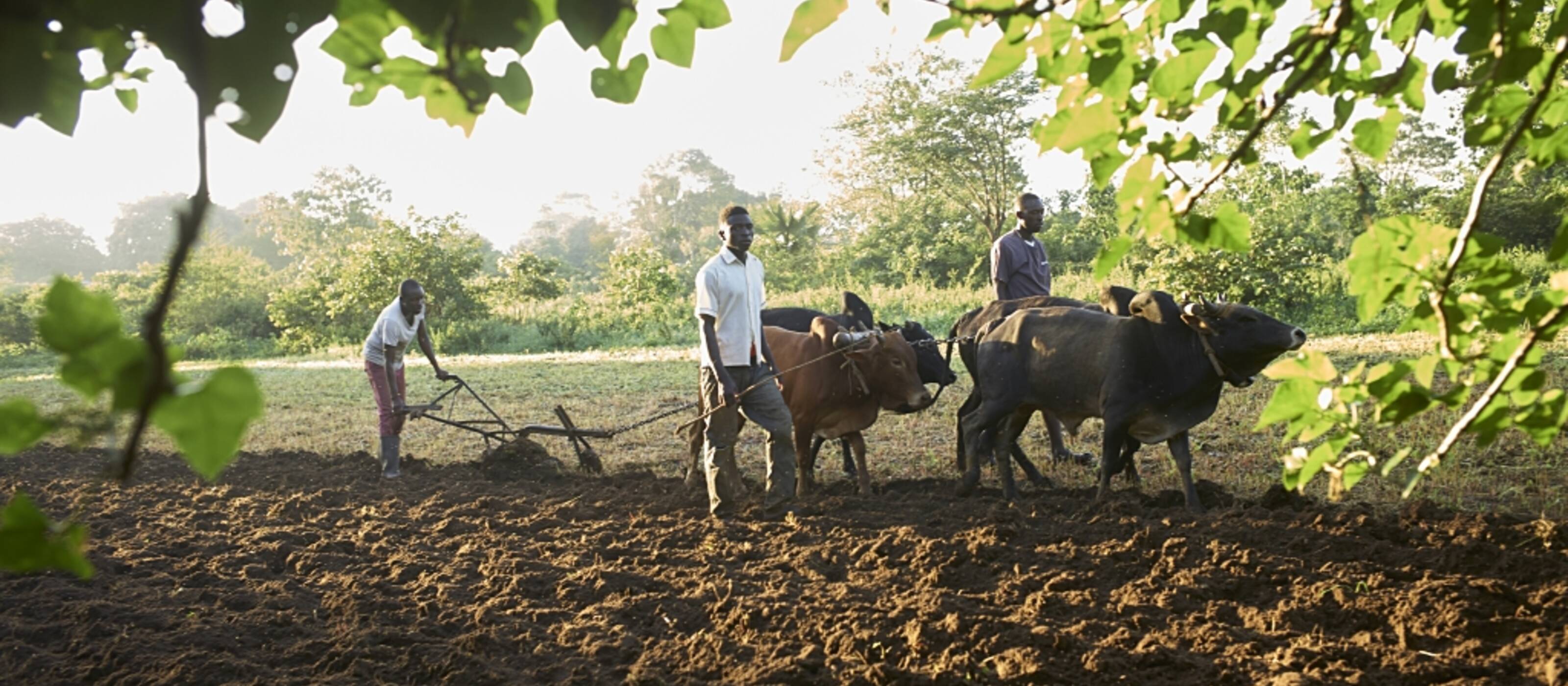 Farmers in Uganda ploughing their fields